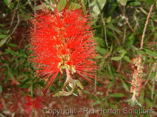 Bottle Brush 